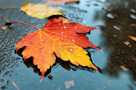 秋日微雨中的落叶高清图片