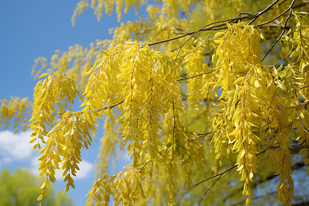 春风拂面的垂柳树木图片