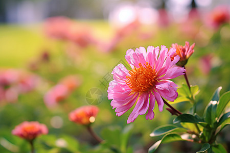 春色浓郁的花园背景图片