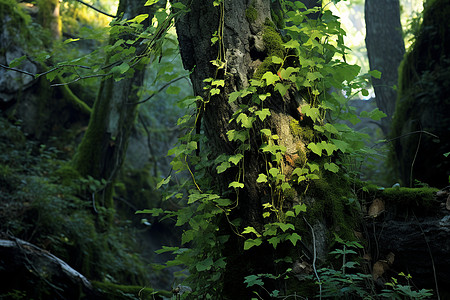 森林中长满绿叶的树图片