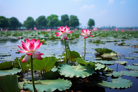 美丽的荷花池图片