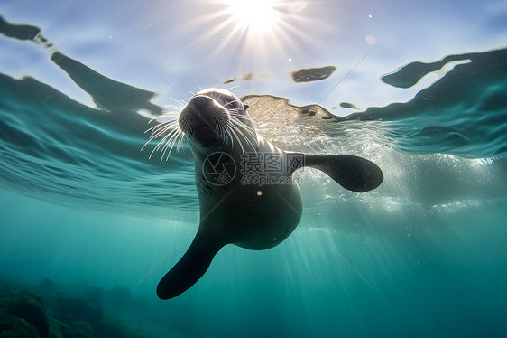 一只海豹在海里游动图片