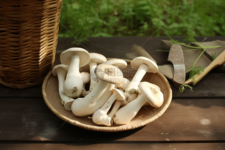 健康蘑菇图片