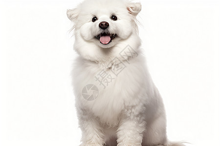 睿智的白色狗狗图片