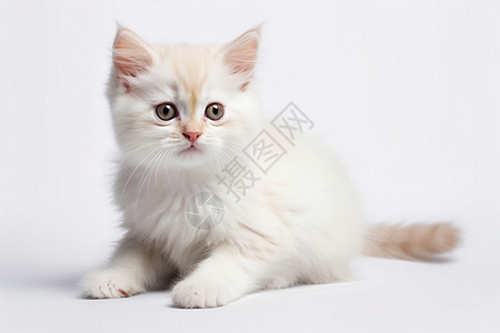 毛茸的白色猫咪图片