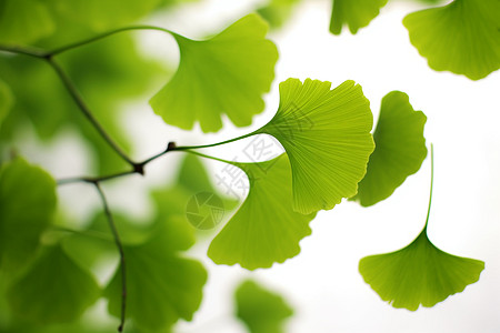 户外漂亮的绿色植物图片