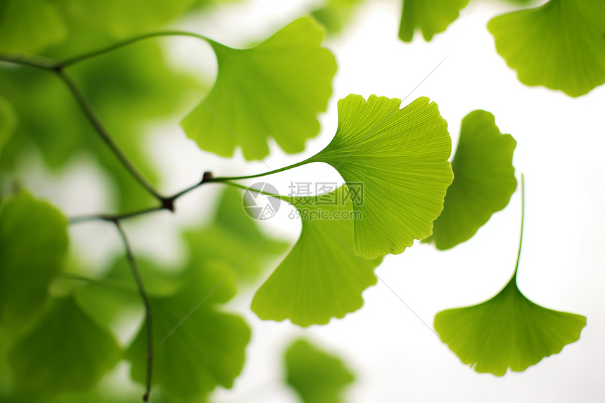 户外漂亮的绿色植物图片