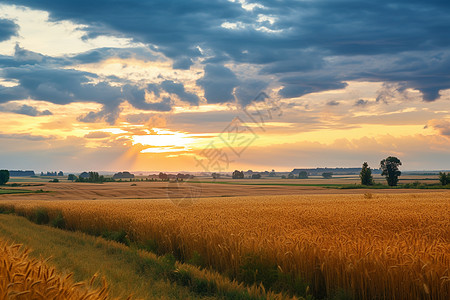 田园风景夕阳下的麦田风景背景