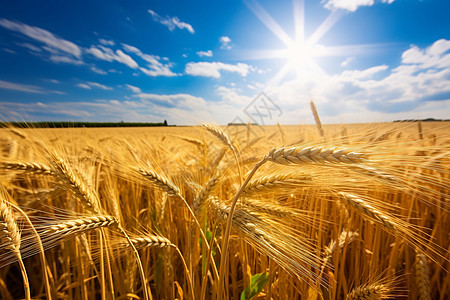 小麦丰收户外麦田里面种植的小麦背景