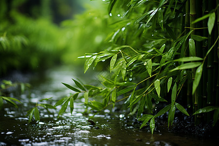 夏季雨后清新的竹林小路图片
