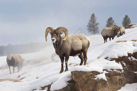 雪地中觅食的山羊高清图片