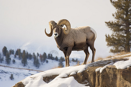冬季山顶的野生山羊图片