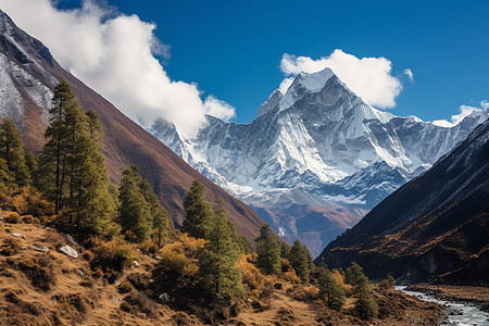 秋季雪山脚下的树林景观图片