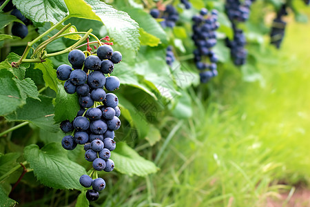 水果园中成熟的蓝莓果实高清图片