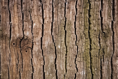 粗糙的树皮背景图片