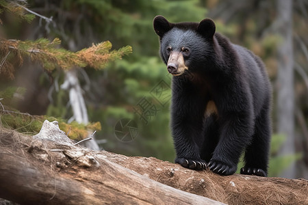 树林里的黑熊图片