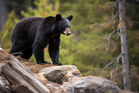 森林巨石上的黑熊图片