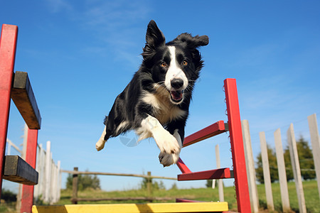 户外训练的牧羊犬图片