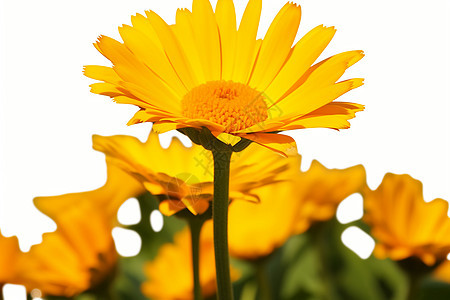 阳光下的黄色花朵图片