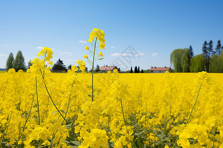 油菜花背景充满活力的乡村油菜花田背景