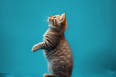 站立的小猫背景图片