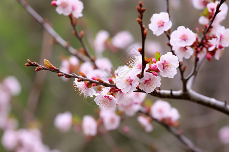 粉色花枝迎春绽放图片