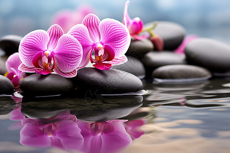 水面上的粉色花朵图片