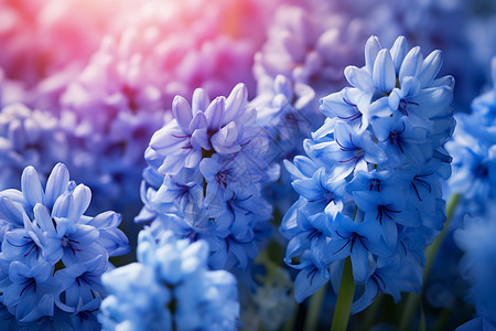 美丽的蓝色花海图片
