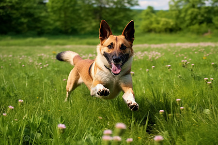 狗狗快乐奔跑图片