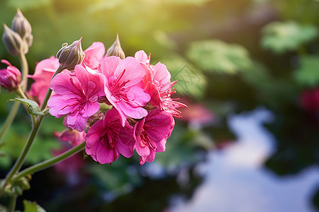 花园中一朵粉色鲜花图片