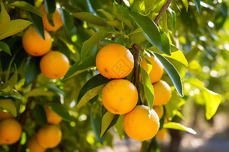 丰收的橘子树图片