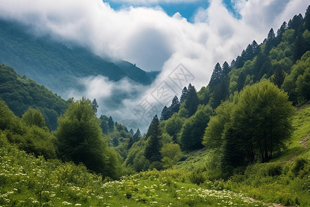 夏季旅行森林的美景图片