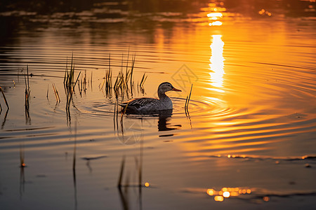 夕阳映照下池塘中的游鸭背景图片