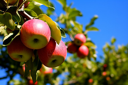 户外树枝上成熟的苹果高清图片