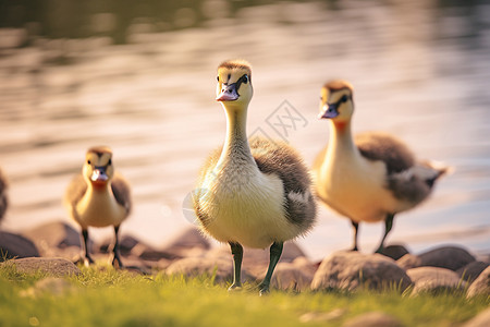 夏季湖畔觅食的鸭子图片