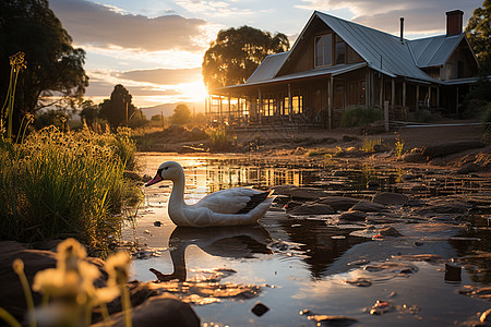 夕阳下湖面上的野鸭图片