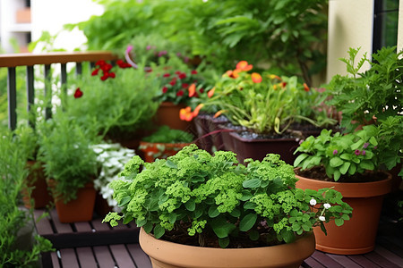 多肉植物装饰图片