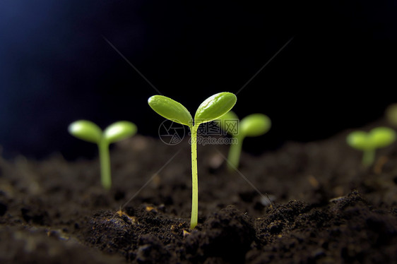 植物从土壤中发芽图片