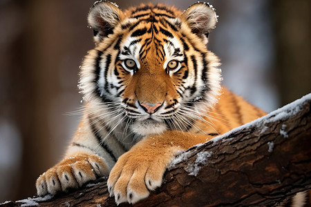 雪地树枝上的一只老虎图片
