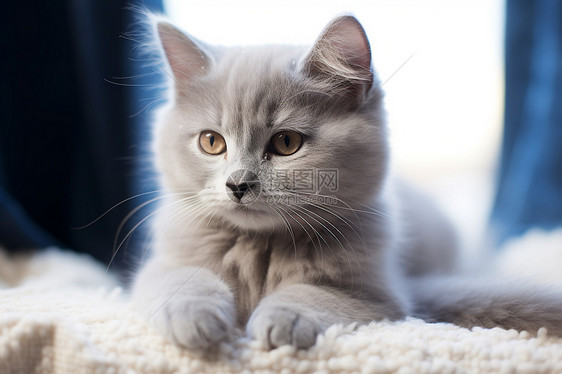 可爱的短毛猫在地毯上图片