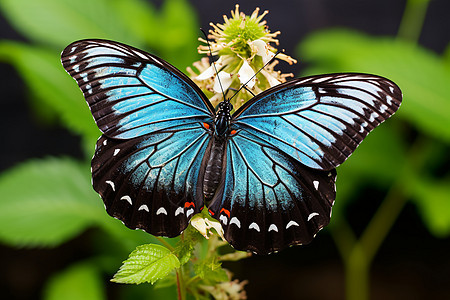 夏季花园绿植上蓝色蝴蝶背景图片