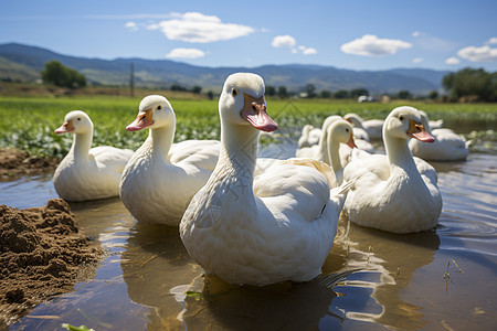 乡村农业养殖的鸭群图片