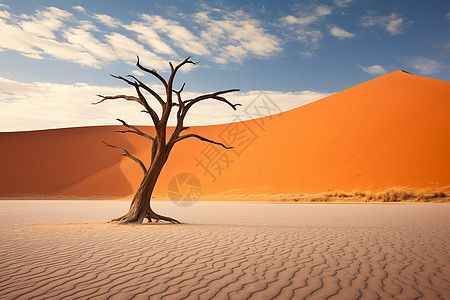 一棵树在沙漠中图片