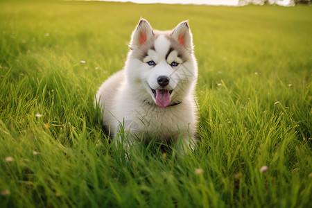 草地上的小狗草地上伸着舌头的狗背景