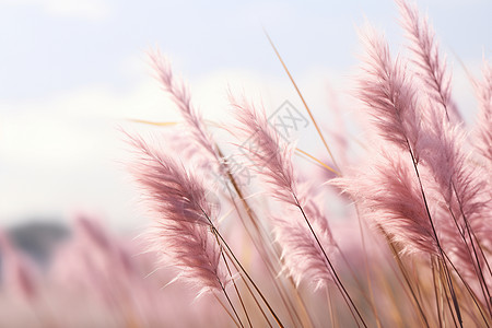 野外生长的粉色穗花图片