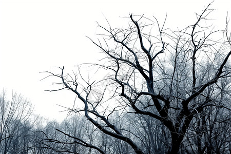冬季孤寂的树木图片