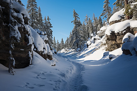 林中的小路和冰雪背景图片