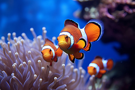 水族馆里的小丑鱼图片