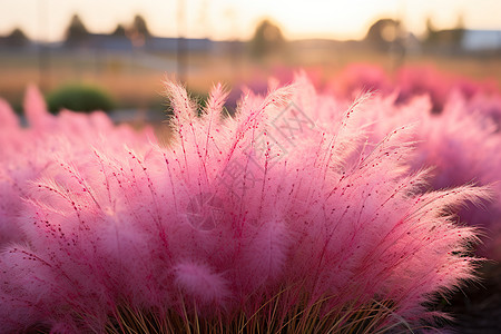 粉红色的草穗高清图片