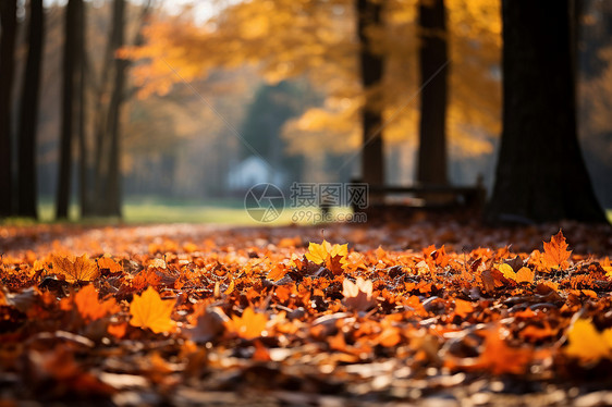 满地飘落的叶子图片